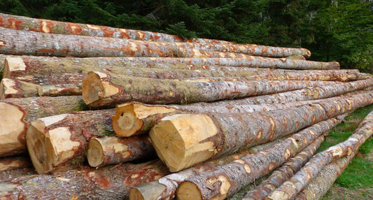 Holzstämme – Fichte – Halbe LKW-Ladung à 20 m³