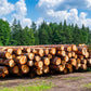 Buchenstämme – volle LKW-Ladung von 60 m³