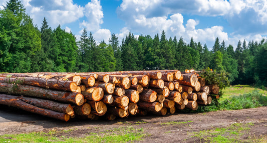 Buchenstämme – volle LKW-Ladung von 60 m³