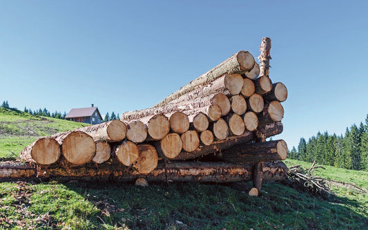 Birkenstämme - 60m3 Halblaster