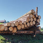 Birkenstämme – halbe LKW-Ladung à 20 m³
